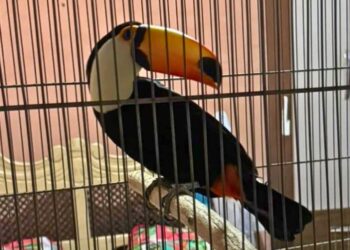 Tucano e outras aves são encontrados em cativeiro ilegal no ES - Foto: PMAmbiental
