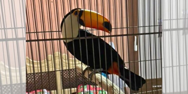 Tucano e outras aves são encontrados em cativeiro ilegal no ES - Foto: PMAmbiental