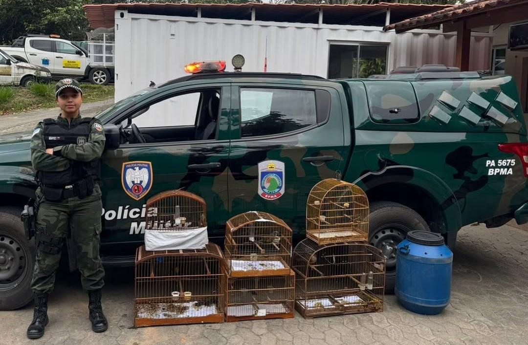 Tucano e outras aves são encontrados em cativeiro ilegal no ES - Foto: PMAmbiental