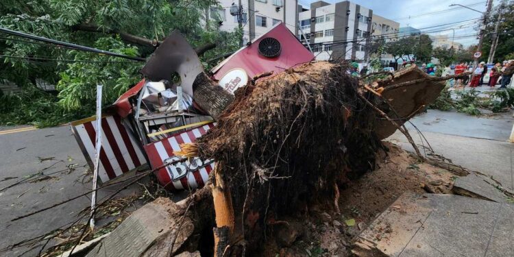 Árvore cai e destrói Food Truck durante vendaval na Grande Vitória - Foto: Reprodução