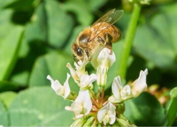 Idaf orienta produtores sobre uso de agrotóxicos durante florada do café no Espírito Santo. Foto: Freepik