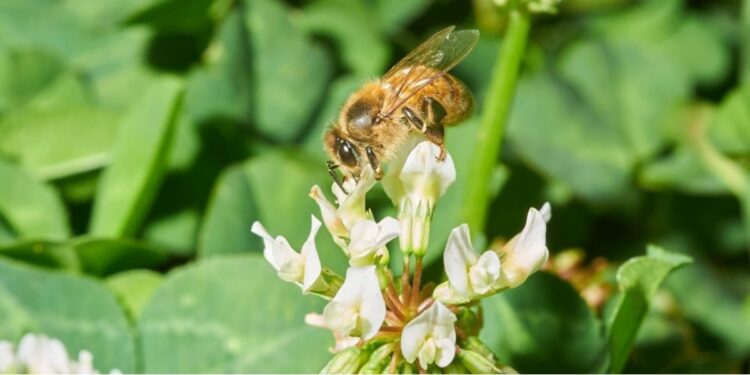 Idaf orienta produtores sobre uso de agrotóxicos durante florada do café no Espírito Santo. Foto: Freepik