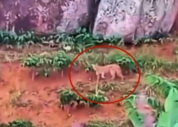 Onça-parda em Itaguaçu: Iema realiza roda de conversa com produtores rurais - Foto: Reprodução