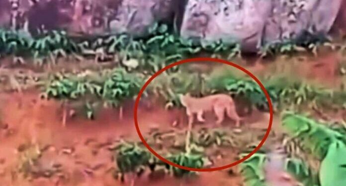 Onça-parda em Itaguaçu: Iema realiza roda de conversa com produtores rurais - Foto: Reprodução