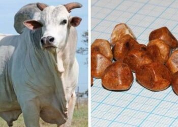 PM recupera “pedra de boi” furtadas avaliadas em R$ 120 mil em Colatina - Foto: Reprodução