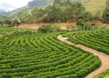 Santa Teresa abre inscrições para o Prêmio Cafés Especiais 2025 com premiação de até R$ 6 mil. Foto: Governo do Estado