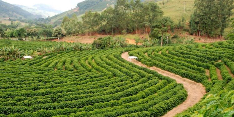 Santa Teresa abre inscrições para o Prêmio Cafés Especiais 2025 com premiação de até R$ 6 mil. Foto: Governo do Estado