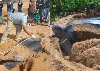 Tartaruga-de-couro em risco de extinção é protegida durante possível desova rara na Praia de Jacaraípe - Foto: Reprodução