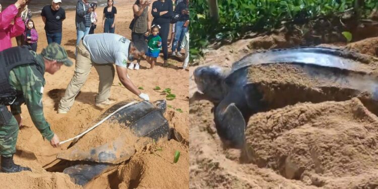 Tartaruga-de-couro em risco de extinção é protegida durante possível desova rara na Praia de Jacaraípe - Foto: Reprodução