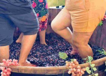 26ª Festa do Vinho e da Uva agita Santa Teresa em agosto com pisa da uva, distribuição de suco e sete shows gratuitos - Foto: Marcelo Pitta