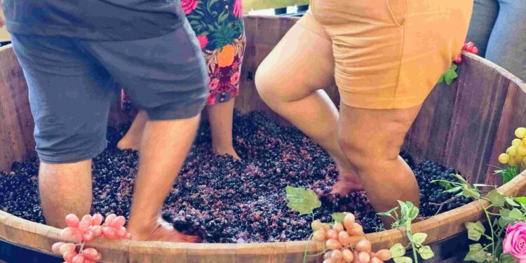26ª Festa do Vinho e da Uva agita Santa Teresa em agosto com pisa da uva, distribuição de suco e sete shows gratuitos - Foto: Marcelo Pitta