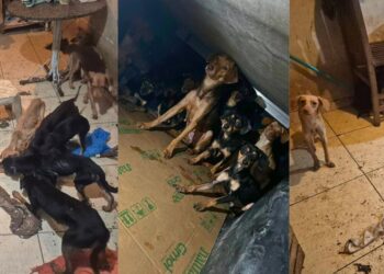 Mais de 20 cães são resgatados de maus-tratos em São Mateus - Foto: PMAES