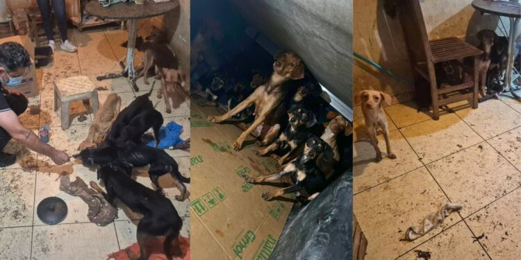 Mais de 20 cães são resgatados de maus-tratos em São Mateus - Foto: PMAES