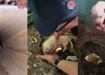 Filhote de cachorro é resgatado em Baixo Guandu após ficar preso em tubulação - Foto: CBMES