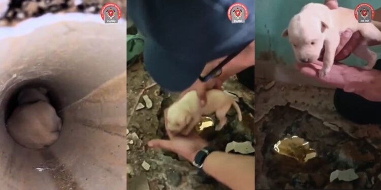 Filhote de cachorro é resgatado em Baixo Guandu após ficar preso em tubulação - Foto: CBMES