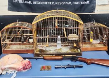 Denúncia anônima leva à apreensão de armas e animais em Ibiraçu - Foto: BPAES