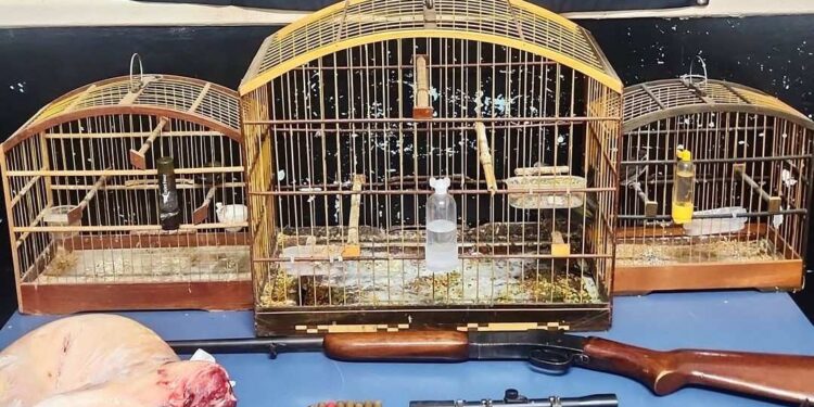 Denúncia anônima leva à apreensão de armas e animais em Ibiraçu - Foto: BPAES