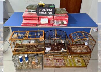 Drogas na geladeira: casal preso e aves silvestres resgatadas em São Mateus - Foto: MPES
