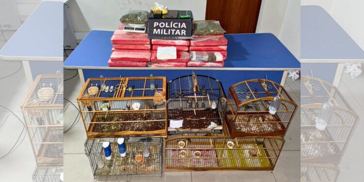 Drogas na geladeira: casal preso e aves silvestres resgatadas em São Mateus - Foto: MPES