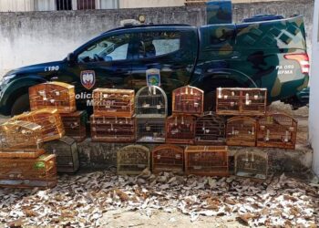 Crime ambiental: 32 animais silvestres são resgatados em Baixo Guandu pela Polícia Ambiental - Foto: Polícia Militar