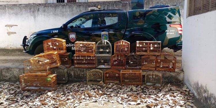 Crime ambiental: 32 animais silvestres são resgatados em Baixo Guandu pela Polícia Ambiental - Foto: Polícia Militar