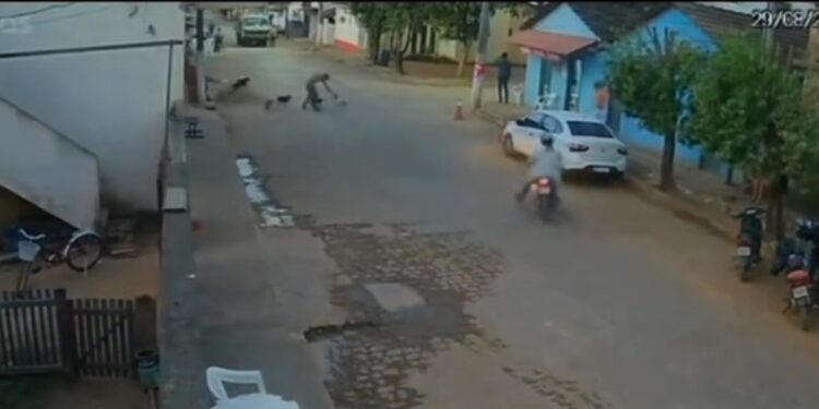 Homem é flagrado matando cachorro em via pública em Baixo Guandu - Foto: Rede Social