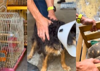 Resgate de aves, cães e jabutis em Vila Velha resulta em prisão de responsável - Foto: Reprodução