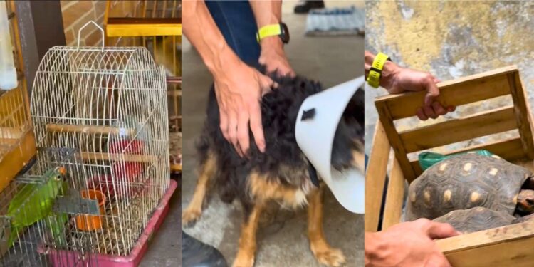 Resgate de aves, cães e jabutis em Vila Velha resulta em prisão de responsável - Foto: Reprodução