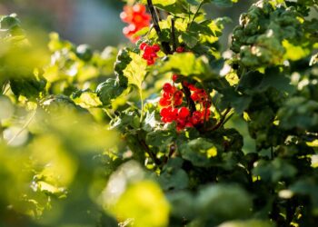 Líder nacional em especiarias, São Mateus sediará 1ª edição do “Empório Pimentas e Cafés” - Foto: Divulgação