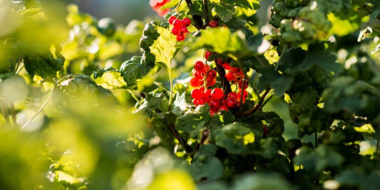 Líder nacional em especiarias, São Mateus sediará 1ª edição do “Empório Pimentas e Cafés” - Foto: Divulgação