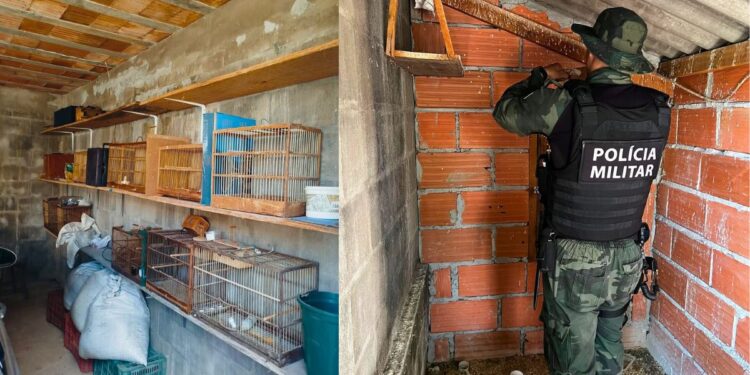 Denúncia anônima leva Polícia Ambiental a resgatar aves em Aracruz - Foto: PMAES