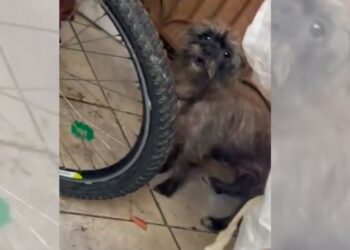 Mulher é detida por maus-tratos a cachorro em Colatina - Foto: Reprodução