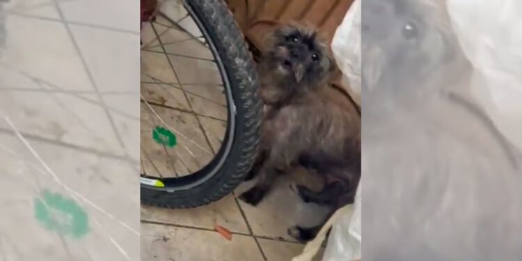 Mulher é detida por maus-tratos a cachorro em Colatina - Foto: Reprodução