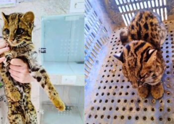 Jaguatirica filhote é resgatada e levada para tratamento no ES - Foto: `PMAES