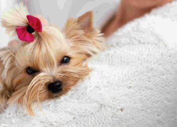 Raças de Cachorro que Quase Não Soltam Pelo - Foto; Freepik