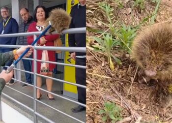 Porco-espinho é resgatado pelo Batalhão de Polícia Ambiental no centro de Guaçuí - Foto: Reprodução