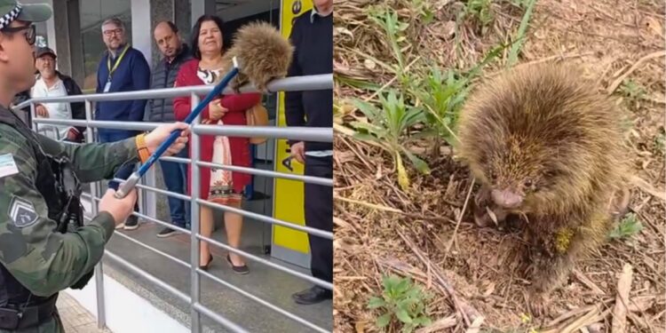 Porco-espinho é resgatado pelo Batalhão de Polícia Ambiental no centro de Guaçuí - Foto: Reprodução