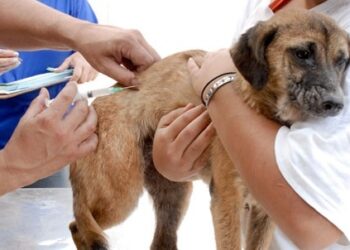 Campanha de Vacinação Antirrábica 2025 continua em Colatina; confira os próximos locais - Foto: Reprodução