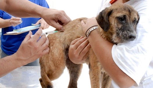 Campanha de Vacinação Antirrábica 2025 continua em Colatina; confira os próximos locais - Foto: Reprodução