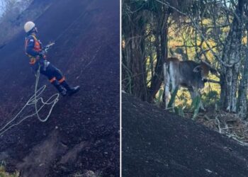 Como bombeiros resgataram um bezerro preso em uma rocha no ES - Fotos: 3ª Cia Ind - Bombeiros