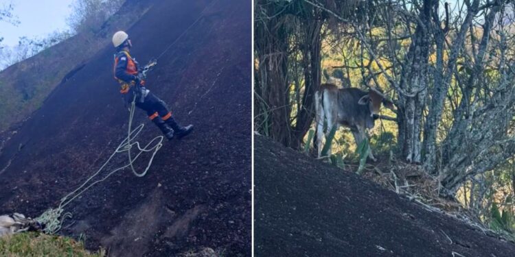 Como bombeiros resgataram um bezerro preso em uma rocha no ES - Fotos: 3ª Cia Ind - Bombeiros