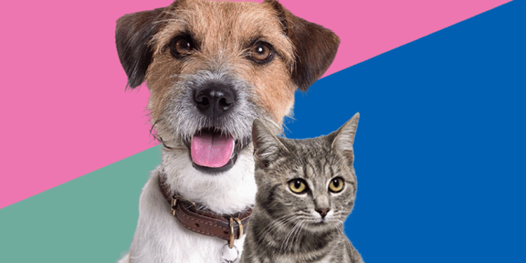 Encerram as inscrições para castração gratuita de cães e gatos em Colatina - Foto: PMC