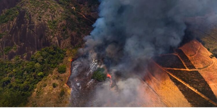 Incêndio em Pancas causado por morador que queimou lixo atinge café e mata nativa - Foto: Defesa Civil Pancas