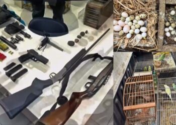 Homem é preso por maus-tratos a animais e caça ilegal em Viana - Fotos: PAmbiental