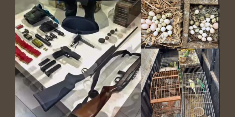 Homem é preso por maus-tratos a animais e caça ilegal em Viana - Fotos: PAmbiental