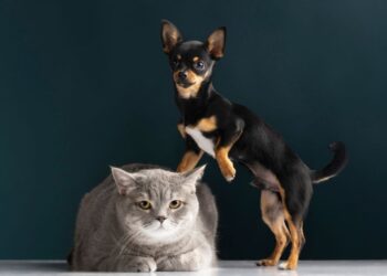 Vacinação Antirrábica em Colatina: confira o cronograma para setembro e outubro - Foto: Freepik