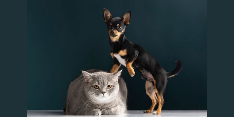 Vacinação Antirrábica em Colatina: confira o cronograma para setembro e outubro - Foto: Freepik