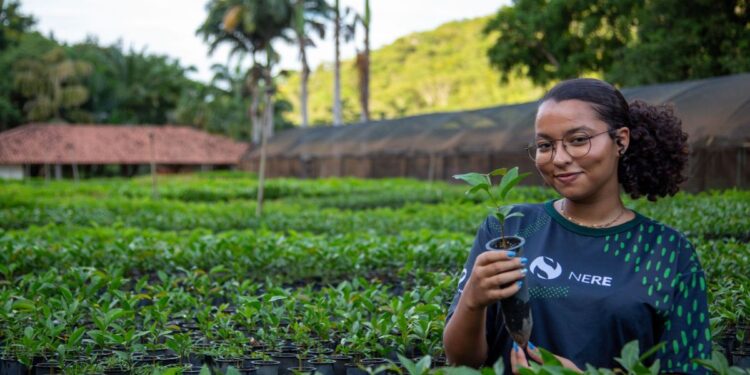 Instituto Terra abre inscrições para curso gratuito de restauração ambiental em 2026. Foto: Lucas Barcelos