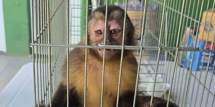 O macaco-prego foi resgatado dentro do Boulevard Lagoa, na Serra. Crédito: Fiscalização Ambiental da Serra