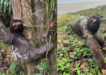 Bicho-preguiça recebe ajuda da Polícia Ambiental para atravessar a BR-101 - Foto: Policia Ambiental